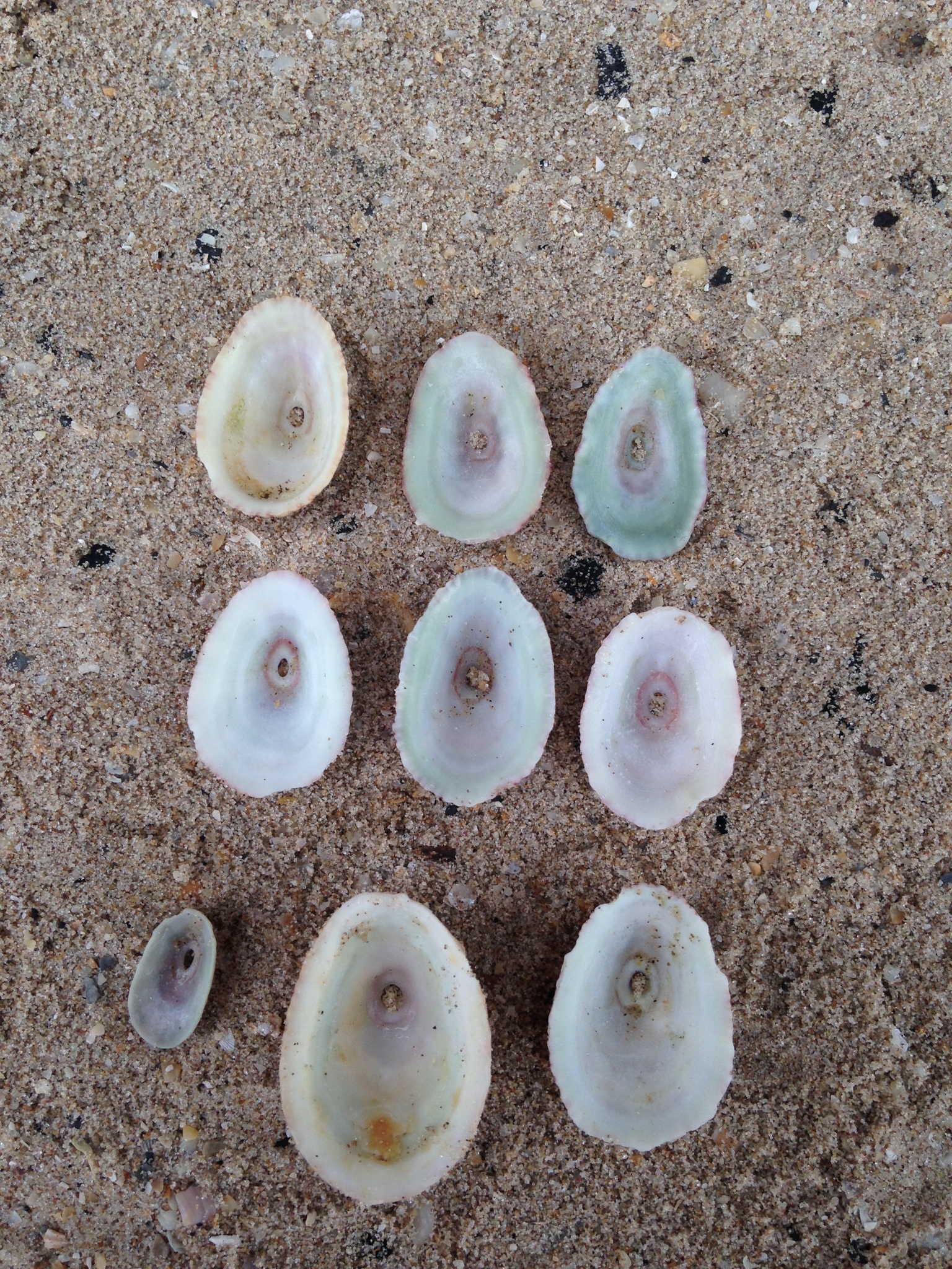 Rosy Keyhole Limpet (Fissurella rosea) · iNaturalist