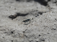 Cicindela senilis