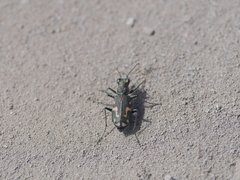 Cicindela senilis
