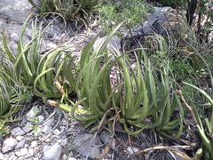 Agave albomarginata