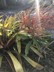 Aechmea blanchetiana