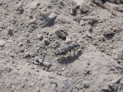 Cicindela senilis