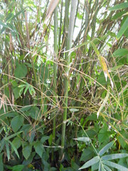 Bambusa textilis