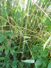 Bambusa textilis