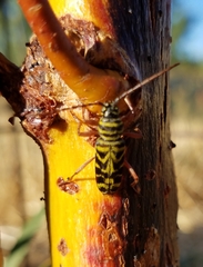 Megacyllene robiniae