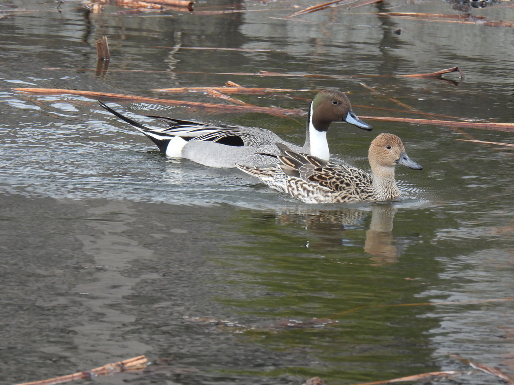 고방오리 from Uenokoen, Taito City, Tokyo 110-0007, Japan on... at 01:21 오후 by jitensha2021 · iNaturalist 고방오리 (Anas acuta)