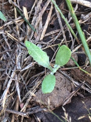 Dimorphocarpa candicans