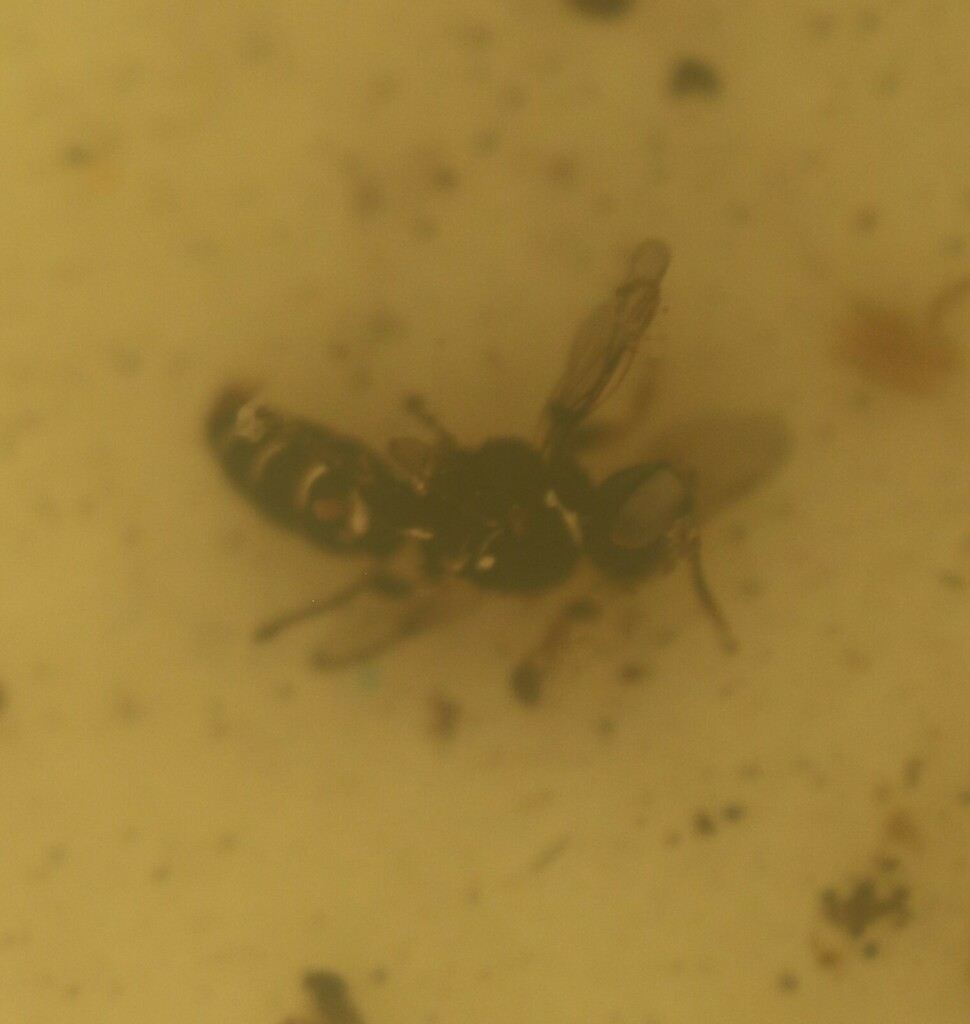 Oxybelus schusteri