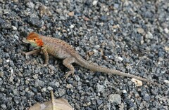 Galapagos Lava Lizard photo 3