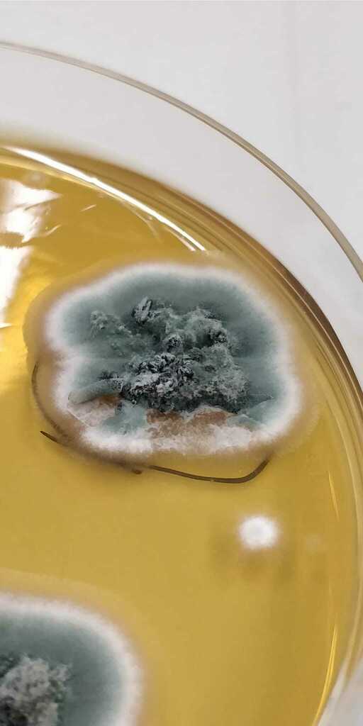 Penicillium sect. Aspergilloides
