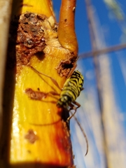 Megacyllene robiniae