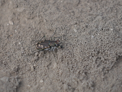 Cicindela senilis