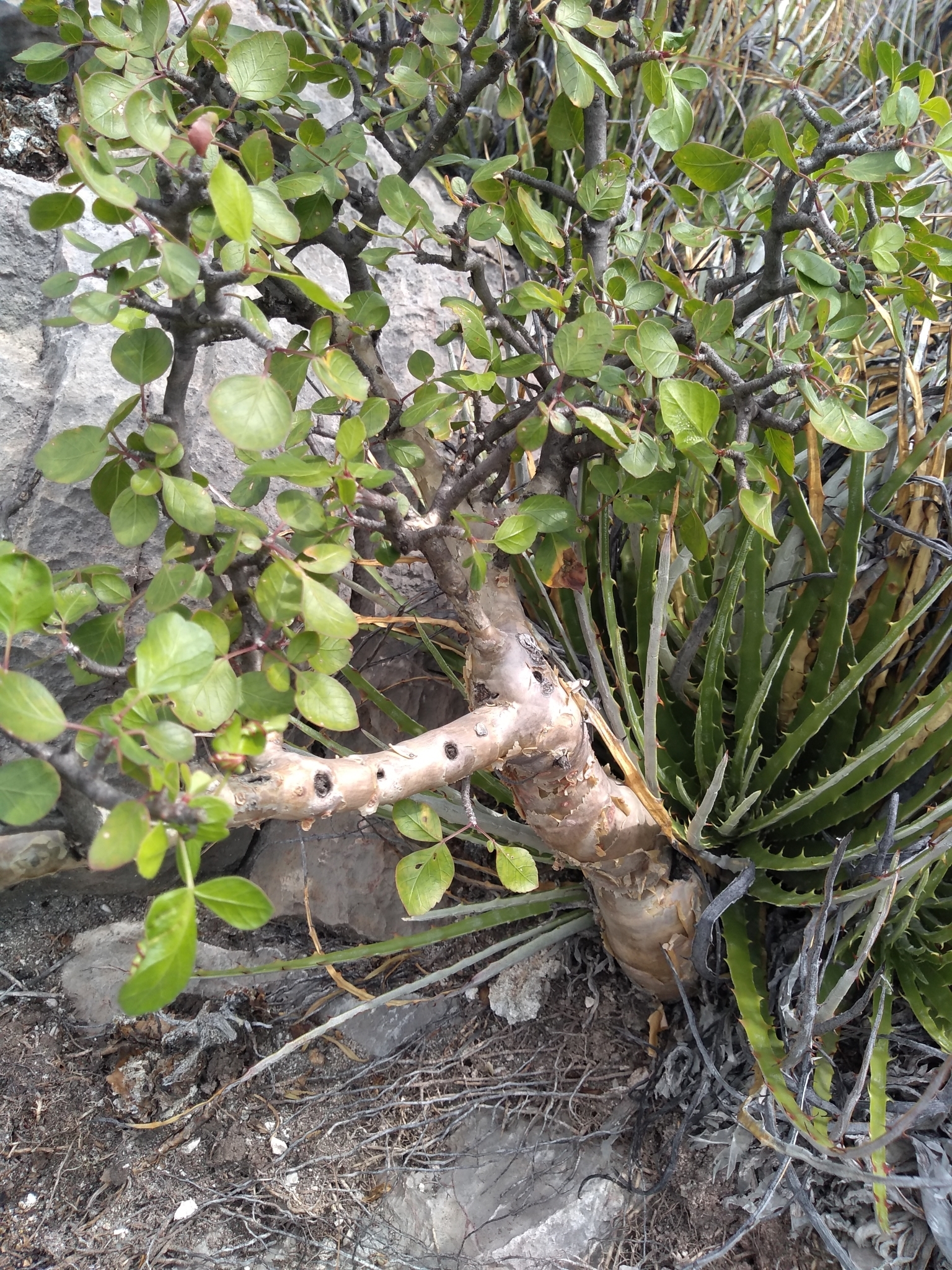 Bursera schlechtendalii · iNaturalist Guatemala