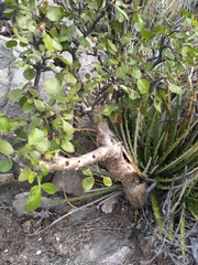 Bursera schlechtendalii