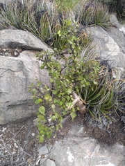 Bursera schlechtendalii