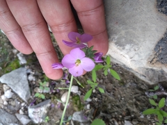 Nerisyrenia camporum