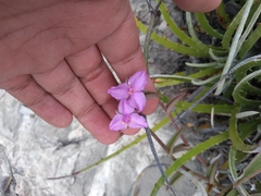 Callisia navicularis