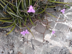 Callisia navicularis