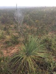 Yucca campestris