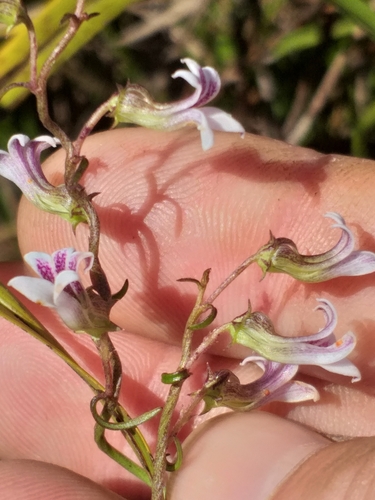 Image of Cyphia digitata by (c) kevin koen, some rights reserved (CC BY-SA)