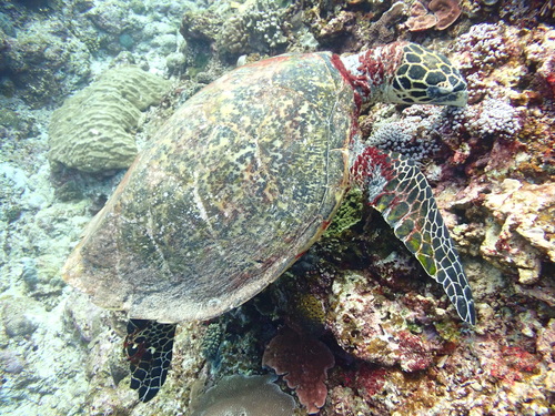 Hawksbill Sea Turtle