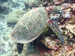 Hawksbill Sea Turtle