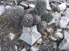 Astrophytum myriostigma