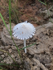 Coprinopsis nivea image