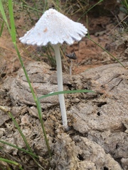 Coprinopsis nivea image