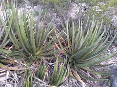 Agave funkiana