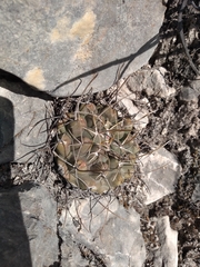 Thelocactus hexaedrophorus
