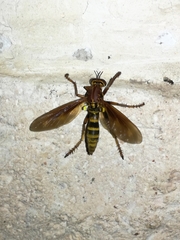 Blepharepium annulatum