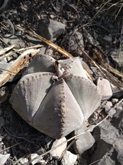 Astrophytum myriostigma
