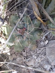 Thelocactus hexaedrophorus hexaedrophorus