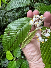 Begonia cooperi image