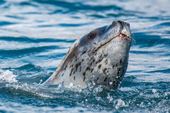 Leopard Seal photo 2