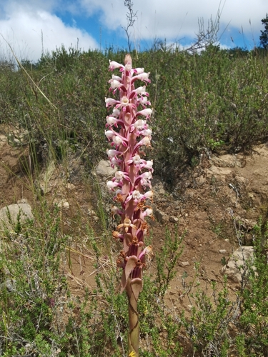 Satyrium longicauda