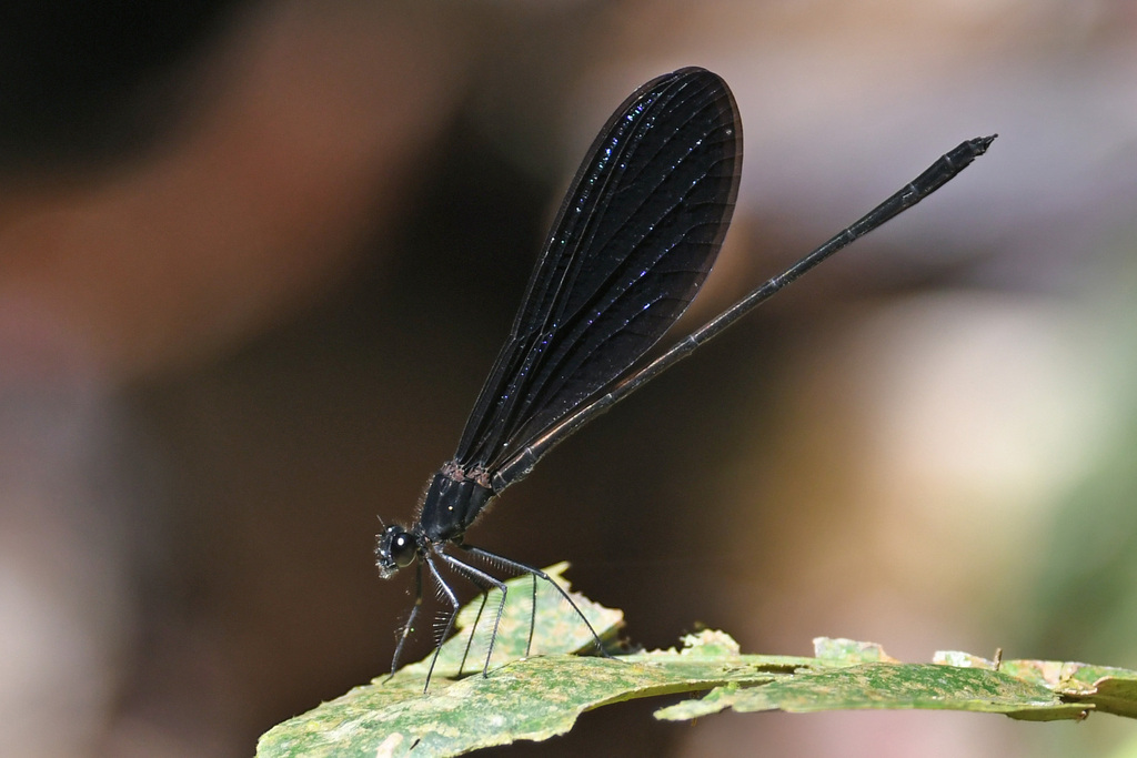Vestalis lugens