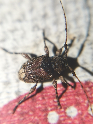 Leptostylus pygialis