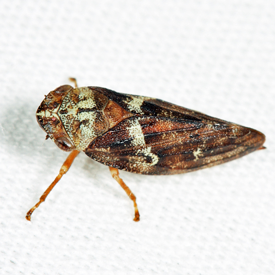 Spruce Spittle Bug