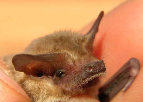 Bristle-faced free-tailed bat (Setirostris eleryi) — Near Threatened Mammalia