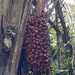 Attalea dubia - Photo (c) Geovane Siqueira, some rights reserved (CC BY-NC), uploaded by Geovane Siqueira