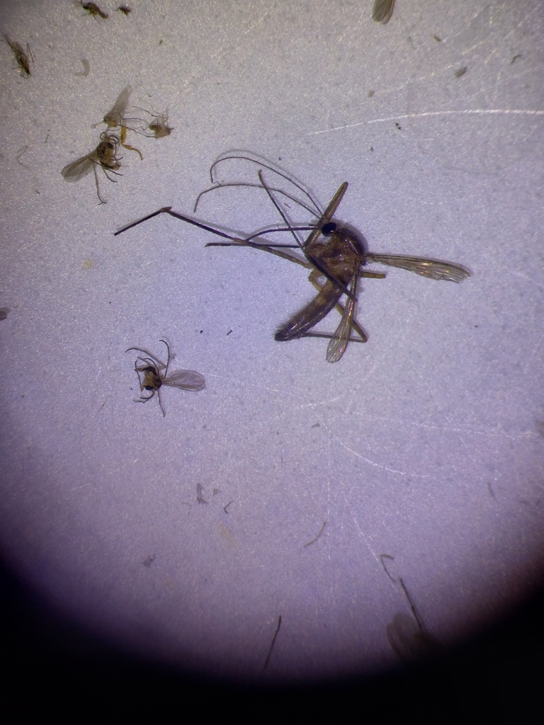 Crabhole Mosquito