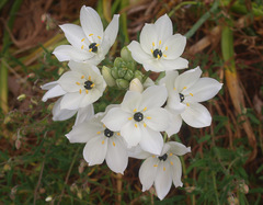 Ornithogalum arabicum
