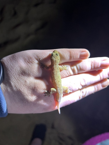 Gehyra mutilata observed 2023-03-02