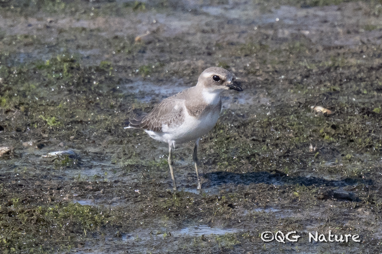 Greater Sand Plover