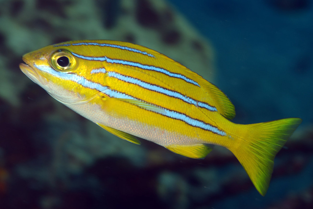 Bengal Snapper