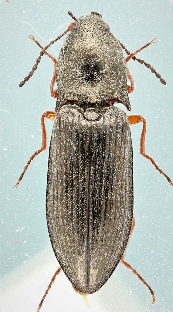 Trim Click Beetle