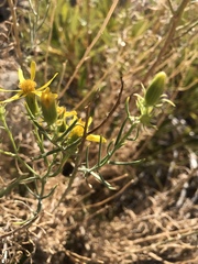 Ericameria linearifolia
