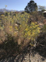 Ericameria linearifolia